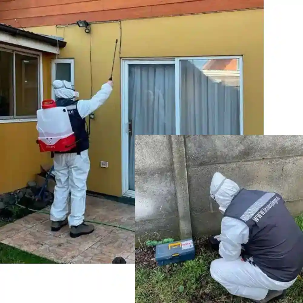 InsecPlagas Control-de-Plagas