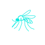 mosquito