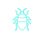 pulga